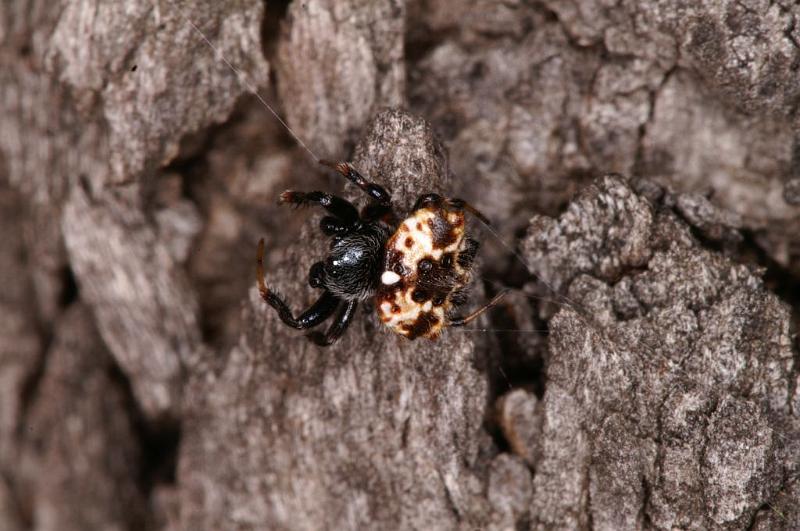 Araneus_ZZ411_D5530_Z_89_Lake Broadwater_Australie.jpg